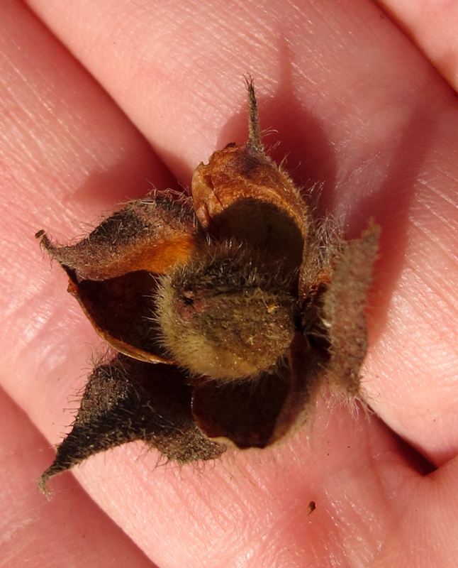 Image of Cistus creticus specimen.