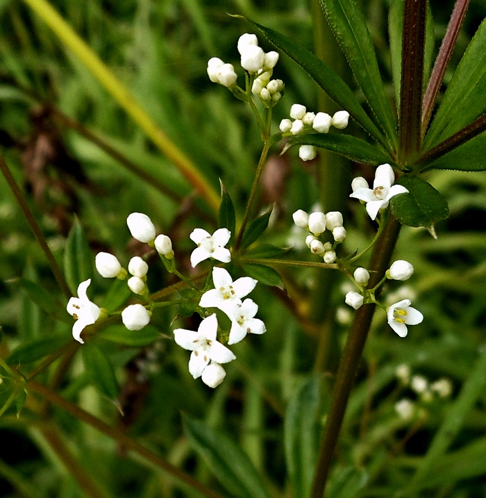 Image of Galium rivale specimen.