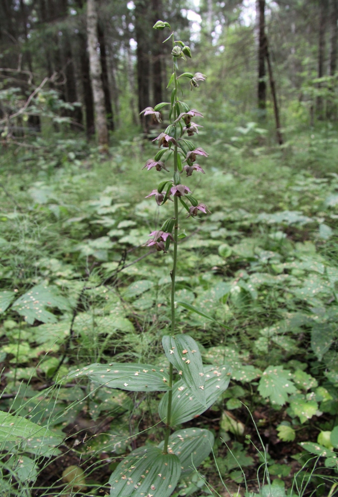 Image of Epipactis helleborine specimen.