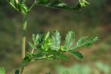 Potentilla supina