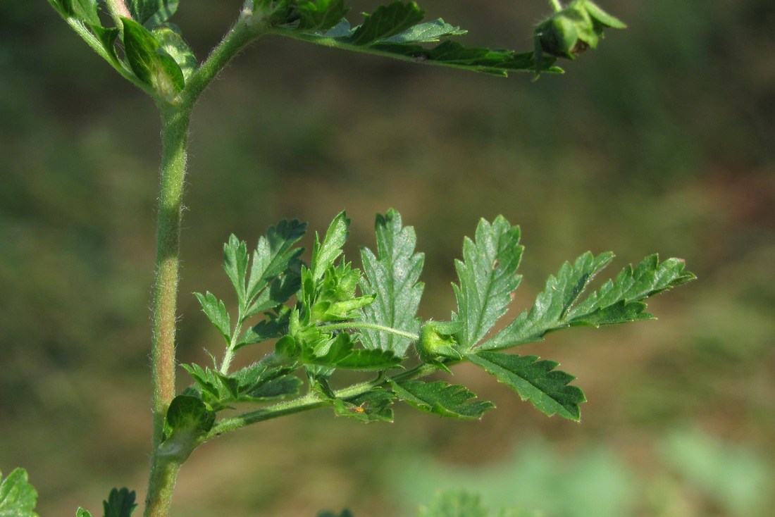 Image of Potentilla supina specimen.