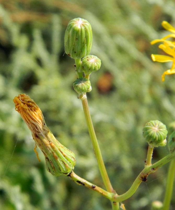 Image of Sonchus arvensis specimen.