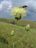 Image of taxon representative. Author is Вадим Сагалаев