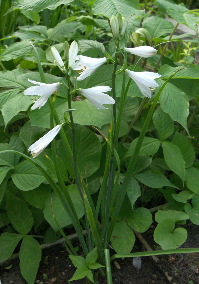 Image of Paradisea liliastrum specimen.