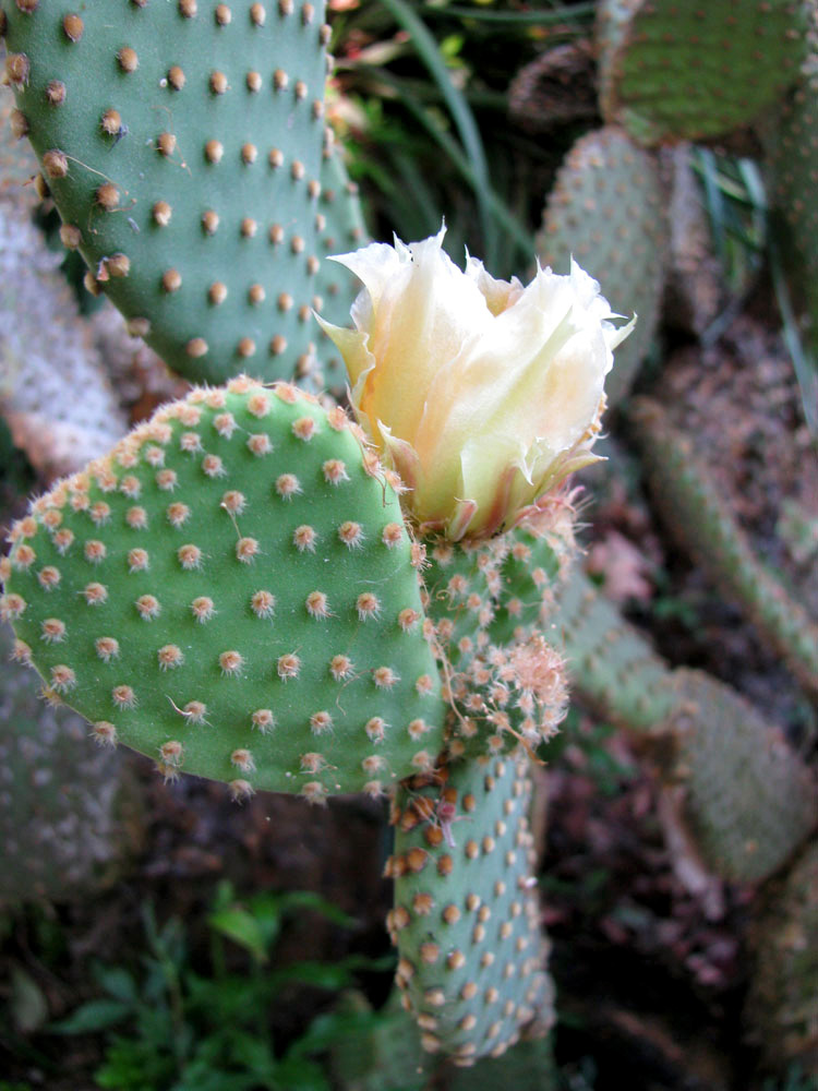 Image of Opuntia microdasys specimen.