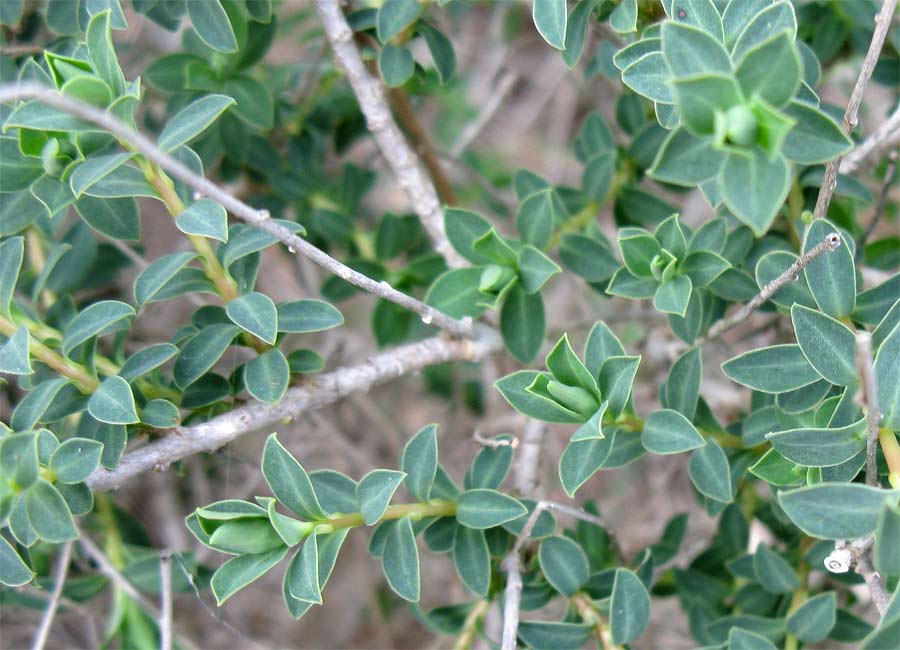 Image of Euphorbia hierosolymitana specimen.