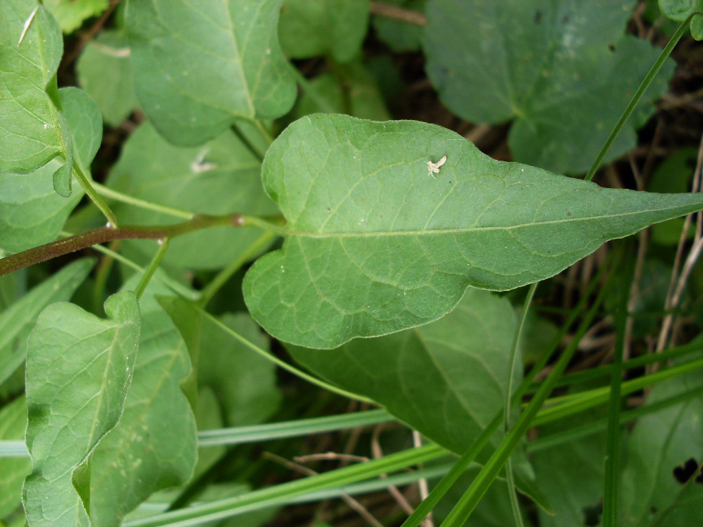 Image of Solanum kitagawae specimen.