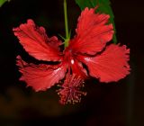 Hibiscus rosa-sinensis. Цветок. Израиль, Шарон, г. Тель-Авив, ботанический сад университета. 20.12.2012.