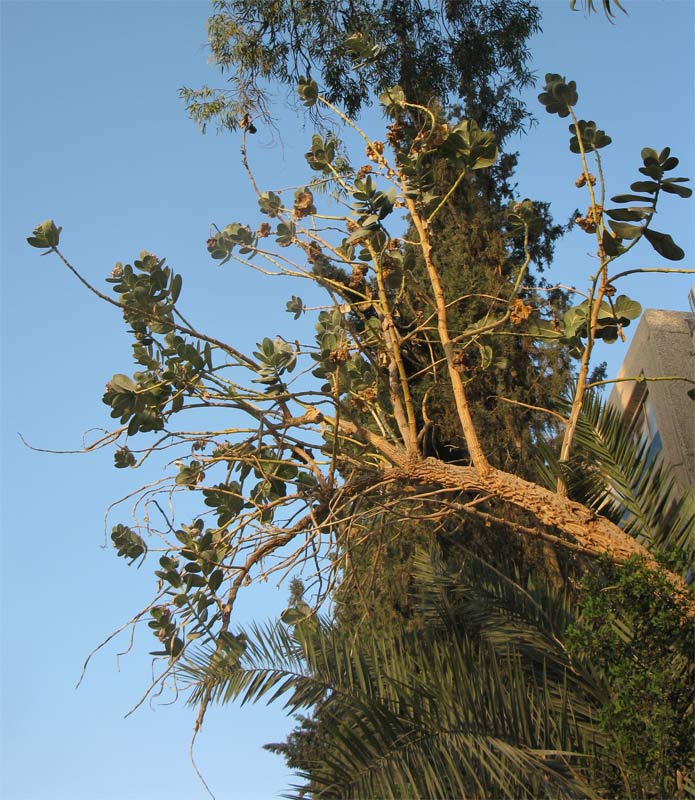 Image of Calotropis procera specimen.