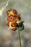 Carex physodes. Соплодие. Казахстан, Алматинская обл. возле вдхр. Капчагай. 26.04.2013.