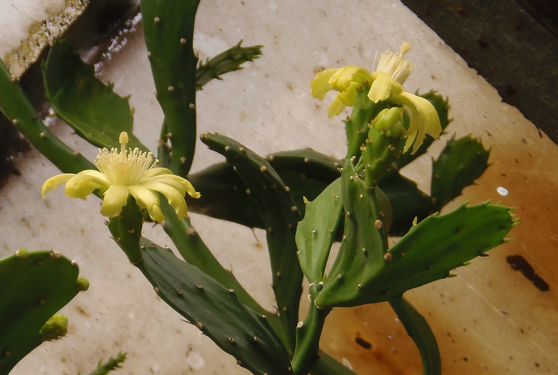 Изображение особи Brasiliopuntia brasiliensis.