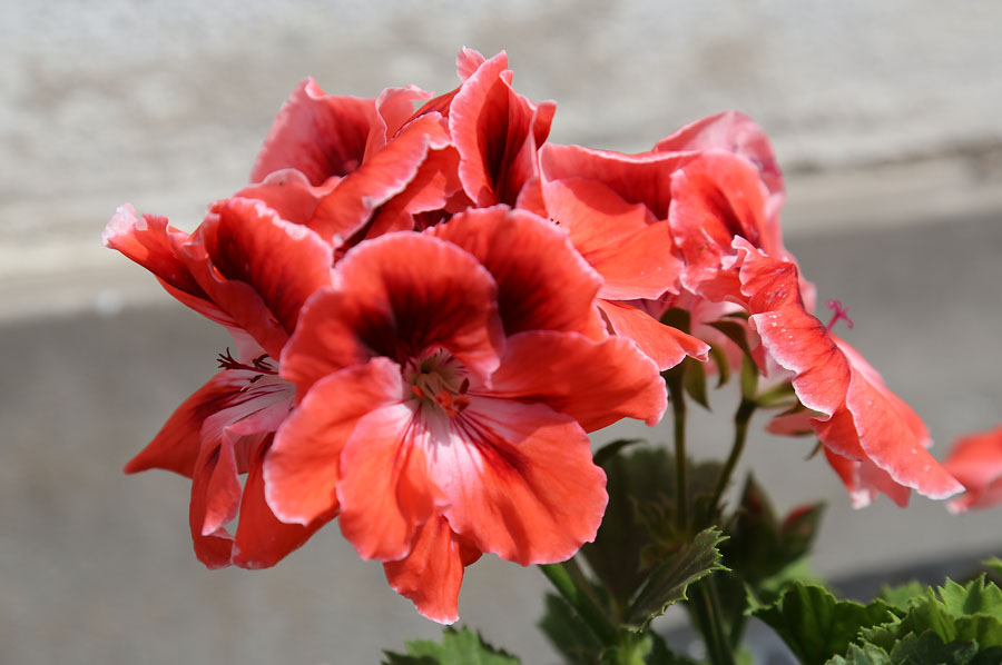 Image of Pelargonium &times; domesticum specimen.