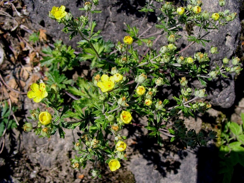 Image of Potentilla argentea specimen.