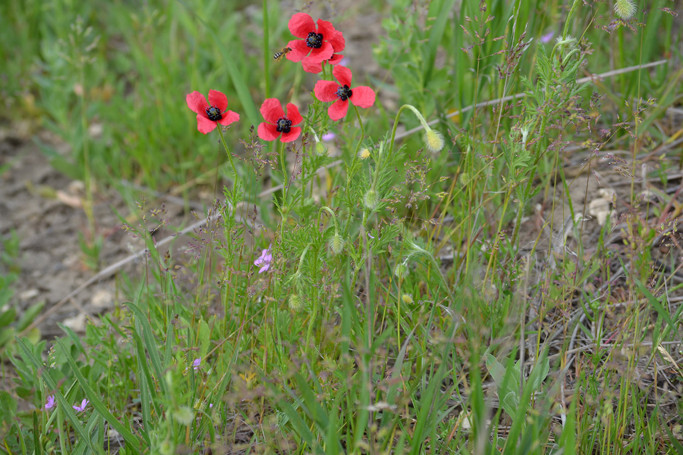 Image of Papaver hybridum specimen.