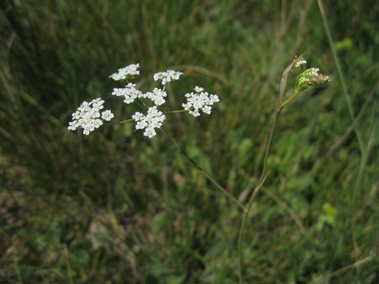 Изображение особи Gongylosciadium falcarioides.