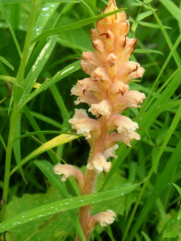 Image of Orobanche alsatica specimen.