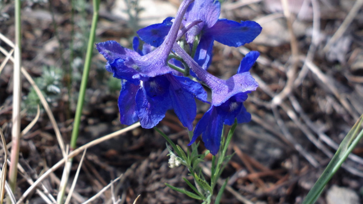 Image of Delphinium grandiflorum specimen.