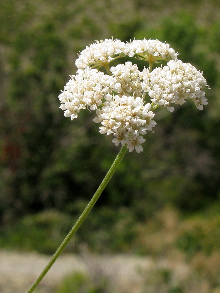 Image of Pimpinella tragium specimen.