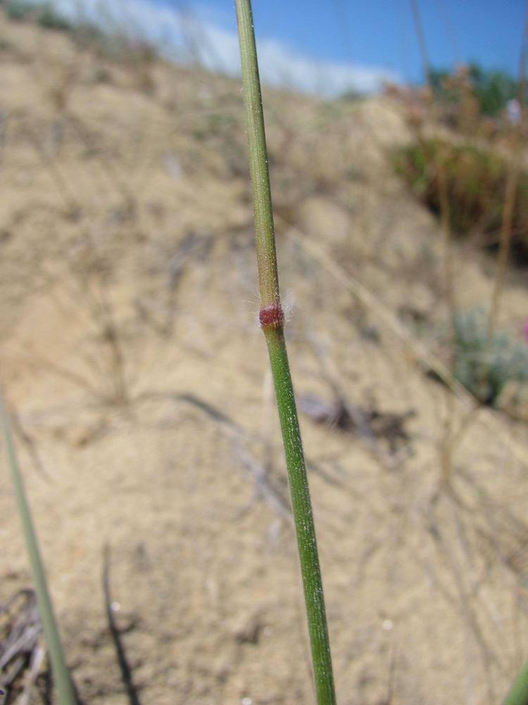 Image of Bromopsis korotkiji specimen.