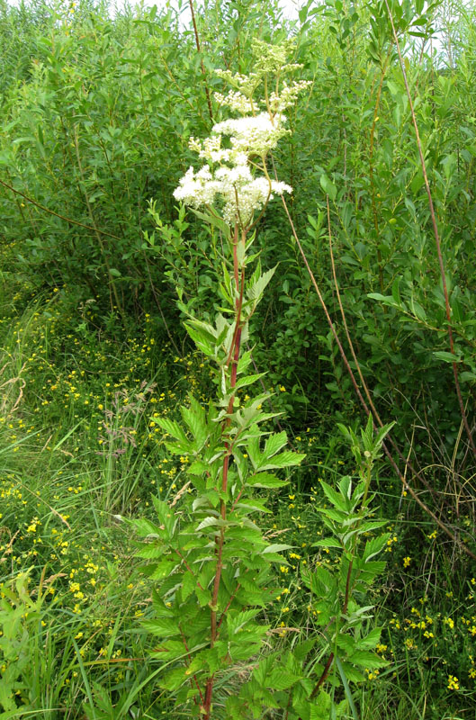 Изображение особи Filipendula ulmaria.