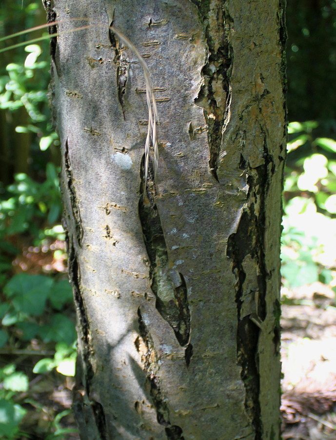 Image of genus Sorbus specimen.