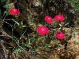 Dianthus mainensis. Цветущее растение. Респ. Хакасия, Бейский р-н, р. Уй, скалистое подножие южного склона. 22.06.2012.