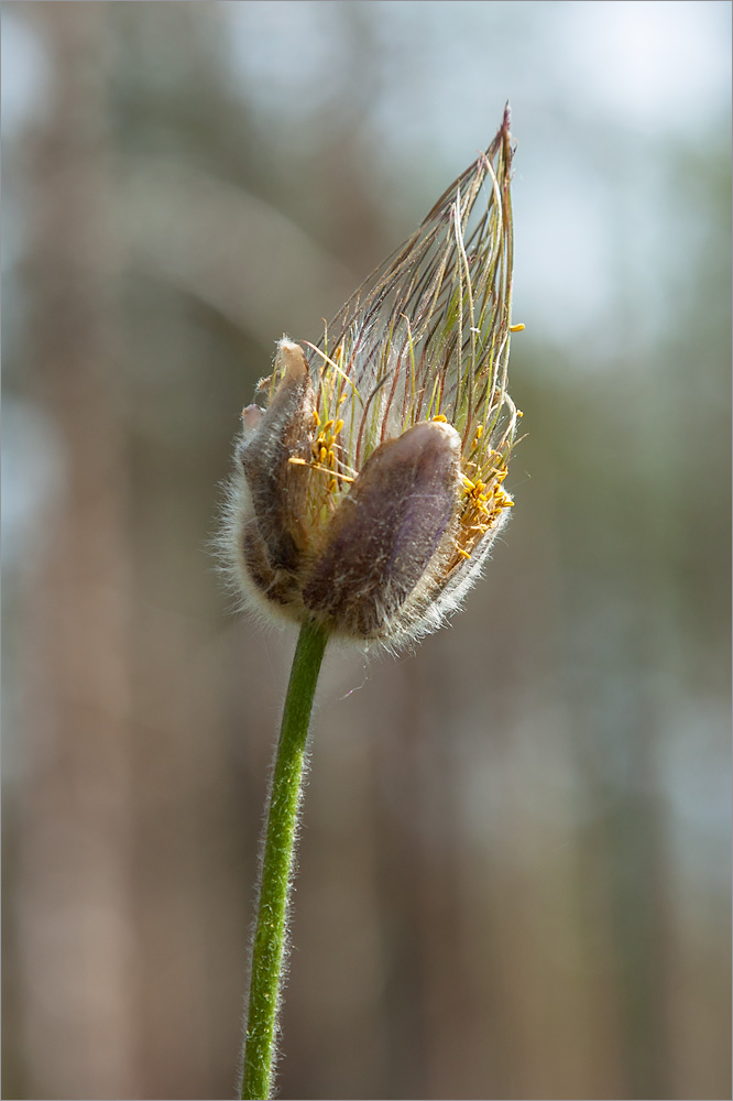 Image of Pulsatilla pratensis specimen.