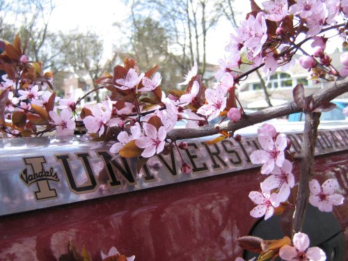 Image of genus Prunus specimen.