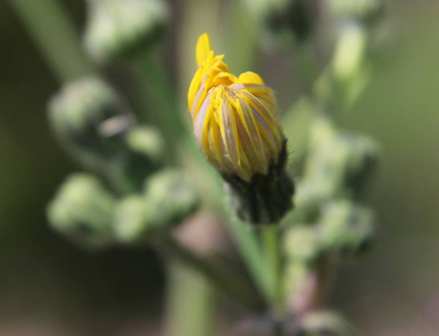 Изображение особи Sonchus oleraceus.