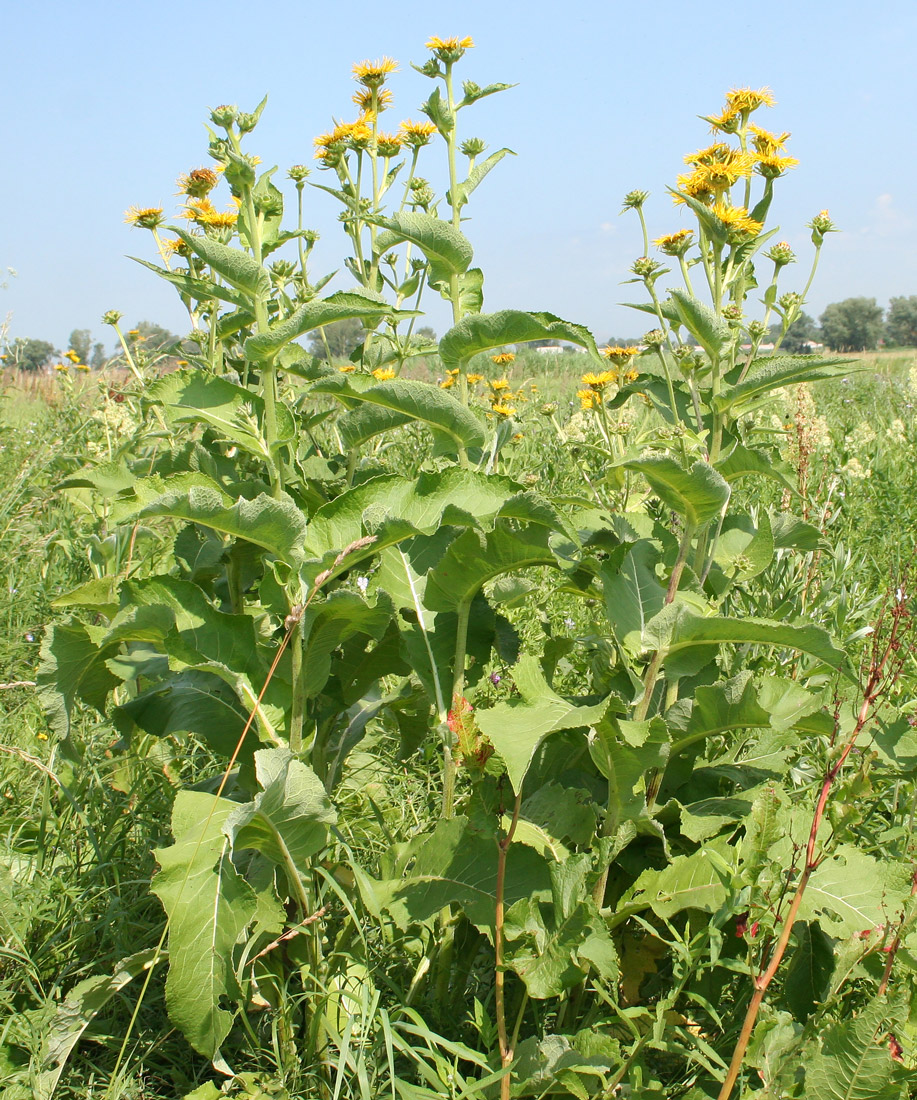 Image of Inula helenium specimen.