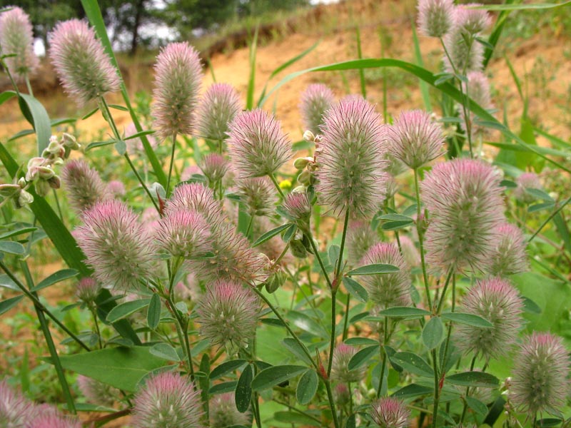 Image of Trifolium arvense specimen.