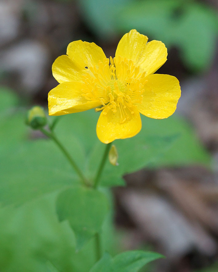 Image of Ranunculus cappadocicus specimen.