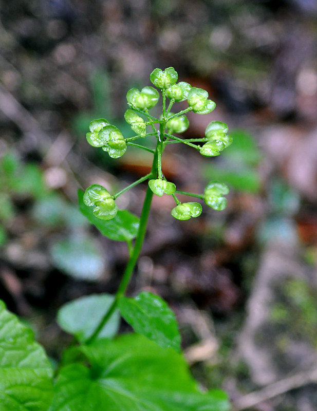 Image of Pachyphragma macrophyllum specimen.