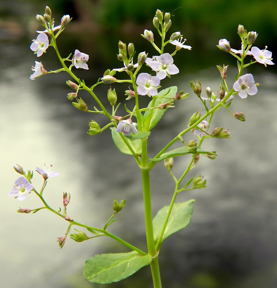 Image of Veronica anagallis-aquatica specimen.