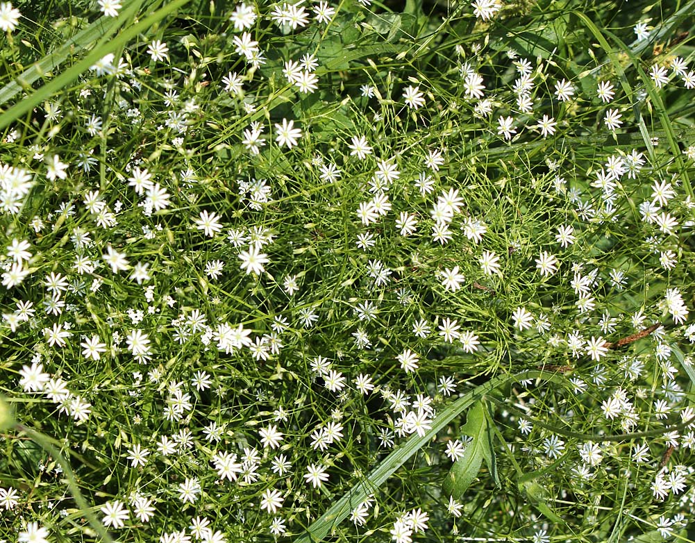 Image of Stellaria graminea specimen.