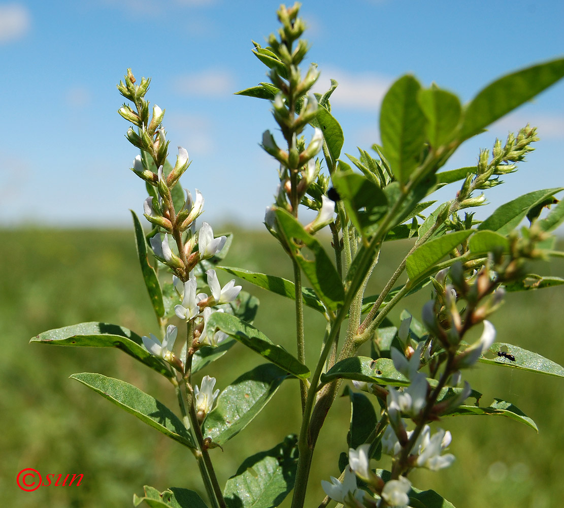 Изображение особи Glycyrrhiza glabra.