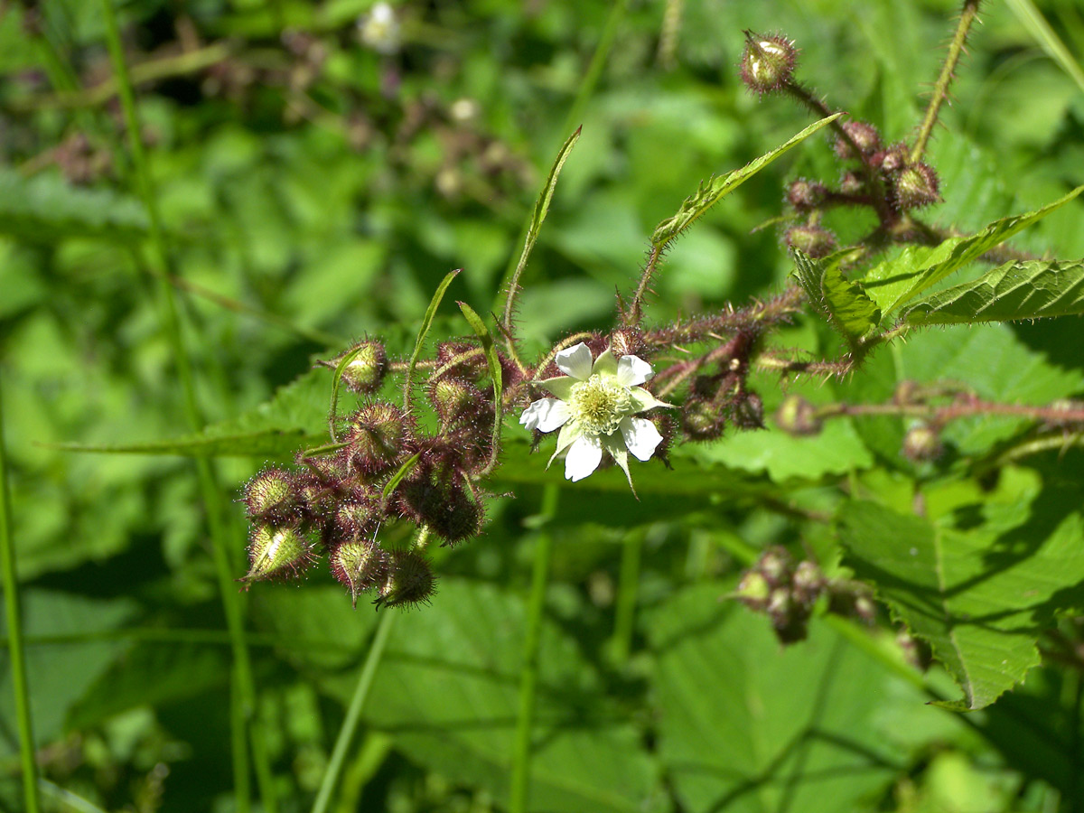 Image of Rubus hirtus specimen.