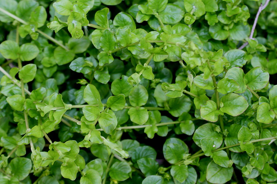 Image of Lysimachia nemorum specimen.