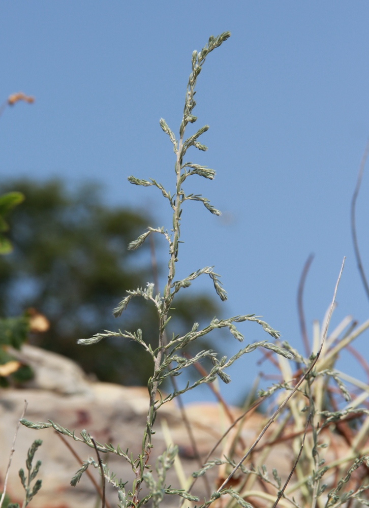 Image of Sedobassia sedoides specimen.