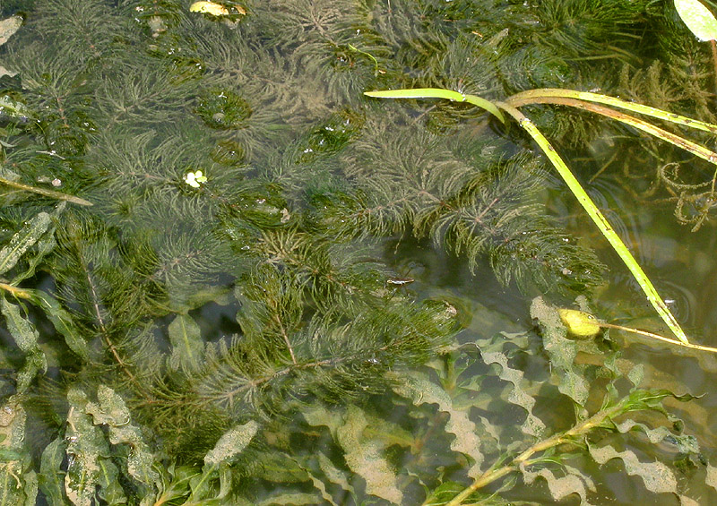 Image of Ceratophyllum demersum specimen.