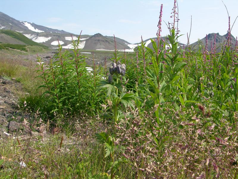 Image of Aconitum maximum specimen.