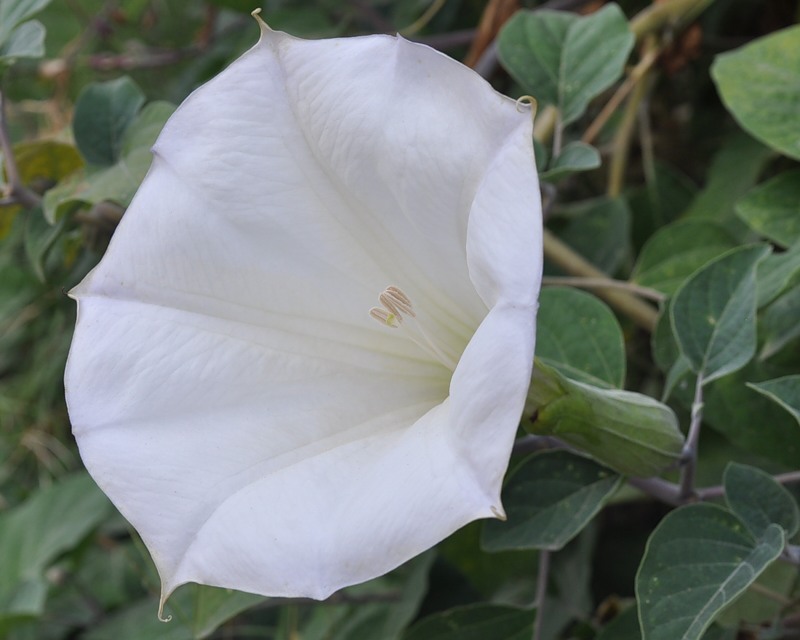 Image of Datura wrightii specimen.