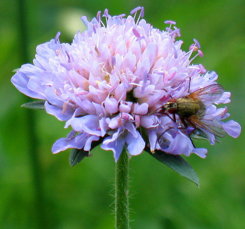 Image of Knautia arvensis specimen.