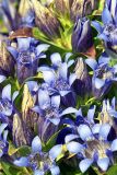 Gentiana septemfida