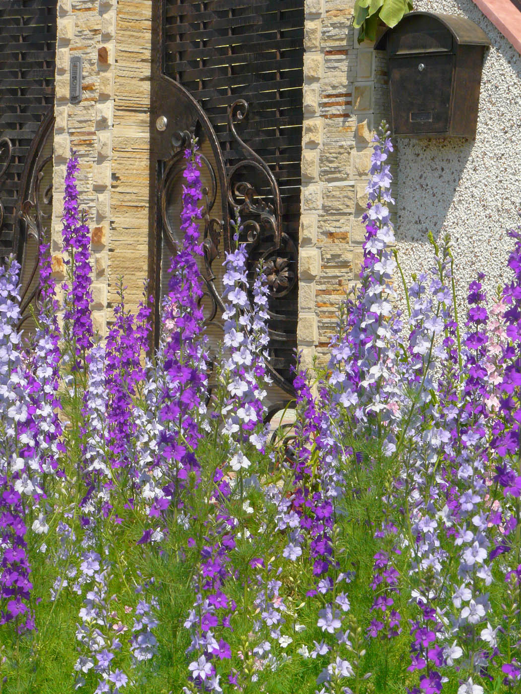 Изображение особи Delphinium ajacis.