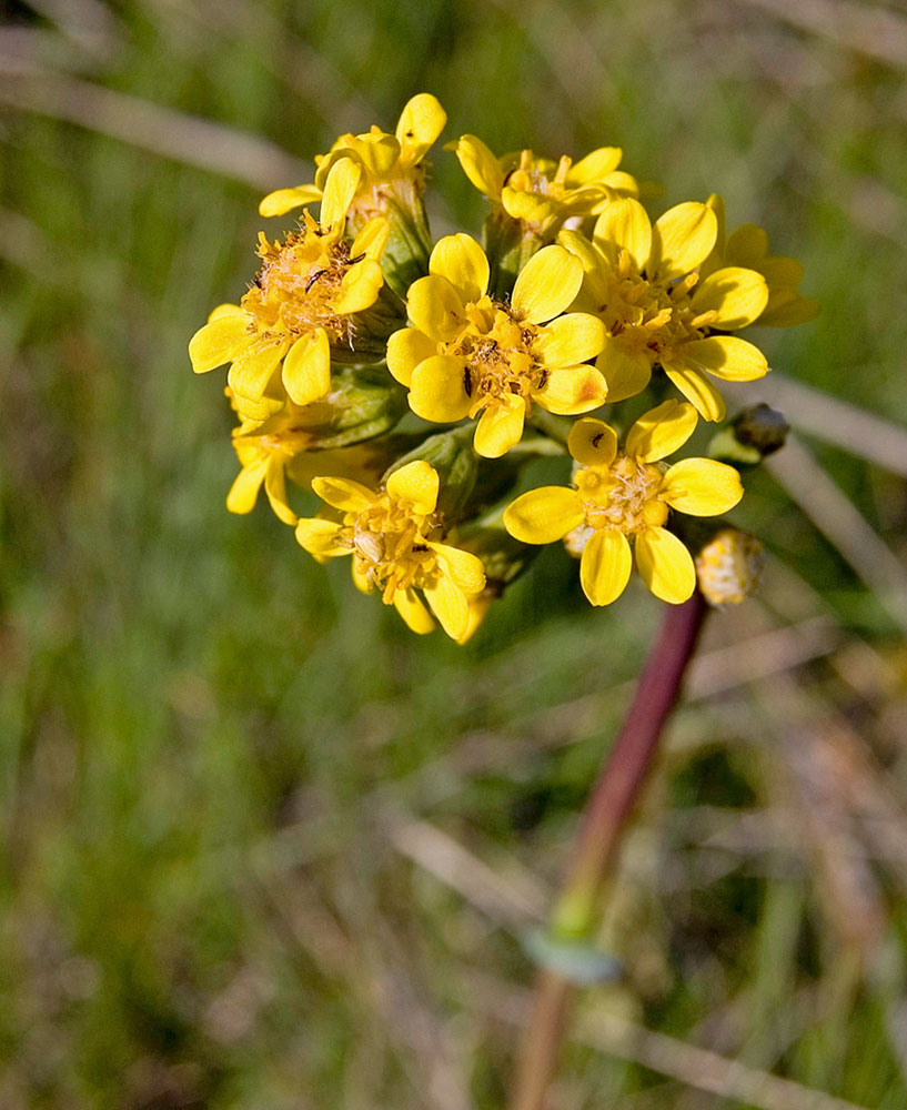 Изображение особи Ligularia altaica.