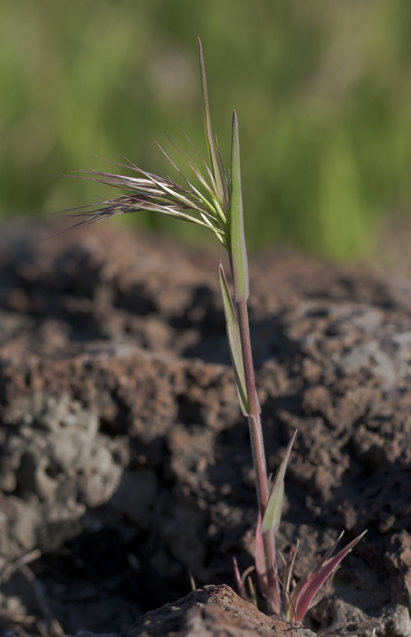 Изображение особи Anisantha tectorum.