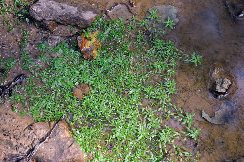 Image of Callitriche palustris specimen.