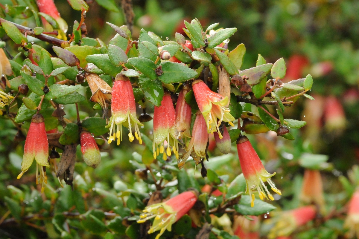 Image of Correa reflexa specimen.