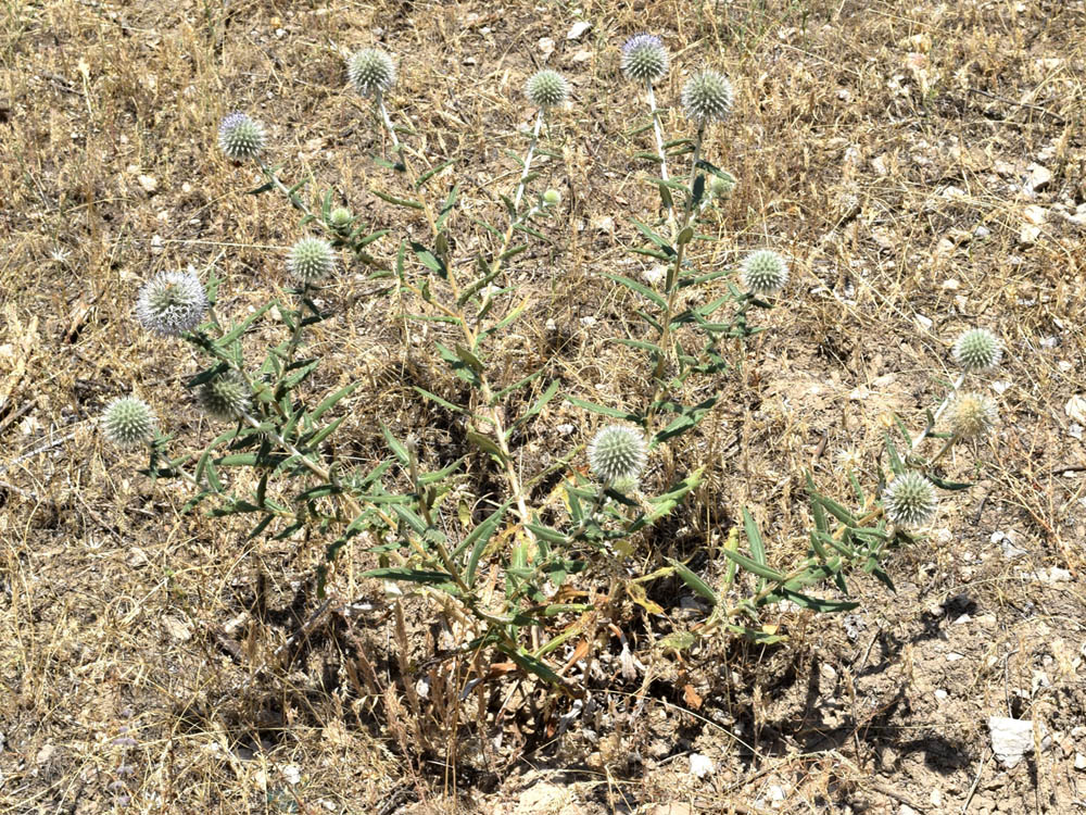 Изображение особи Echinops knorringianus.